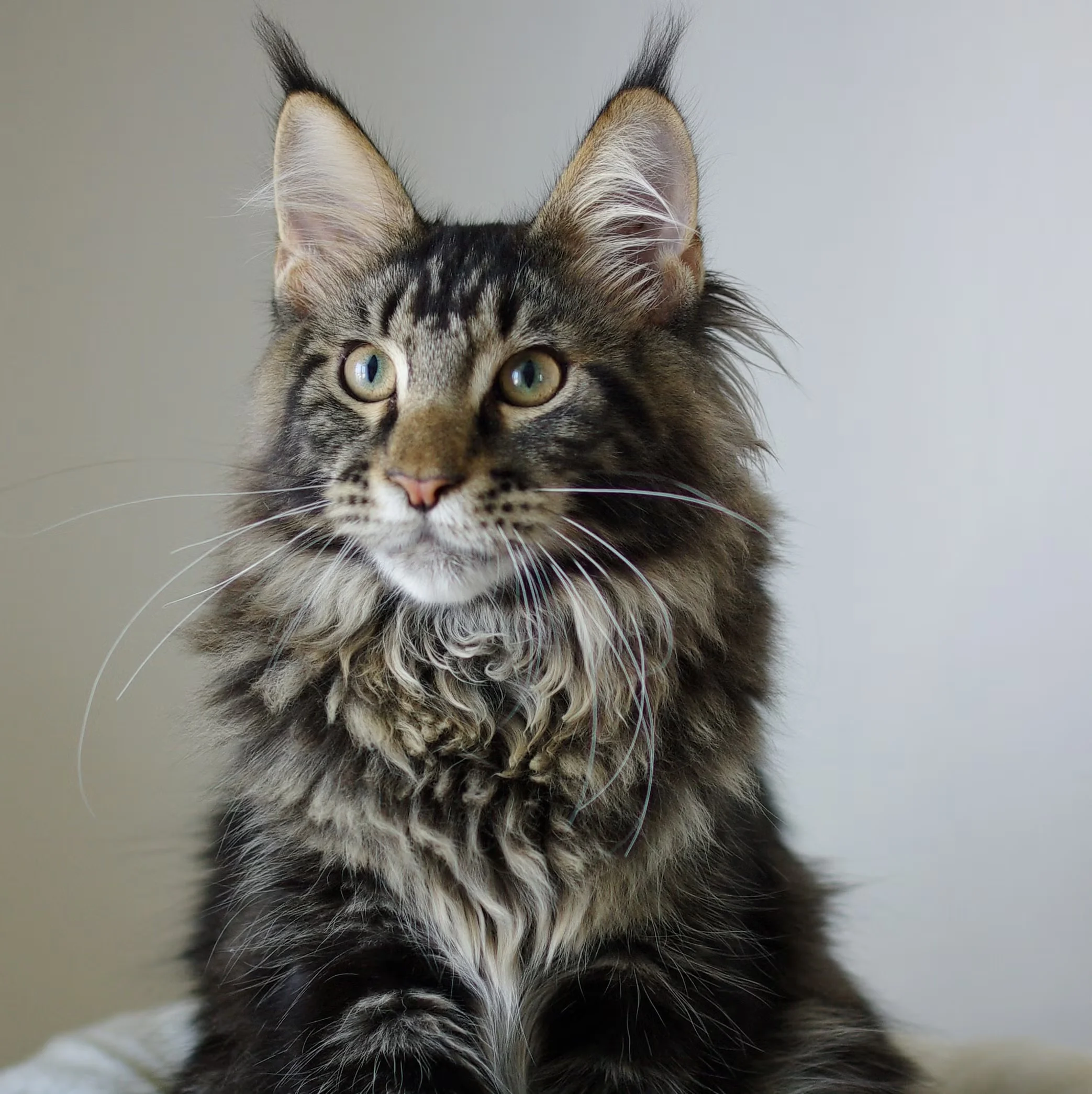 Example: pet's face clearly visible