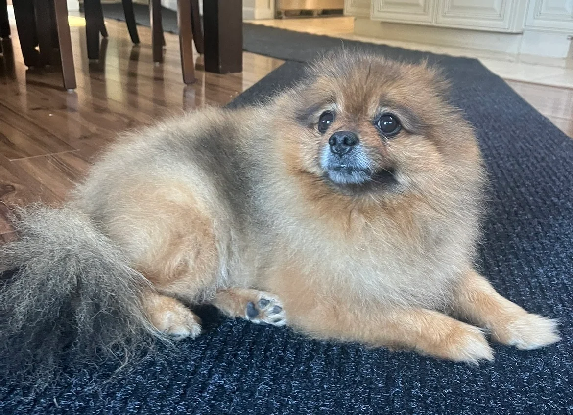 Example: sharp, well-lit photo